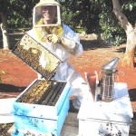 Hawaiian Rainbow Bees beekeeper