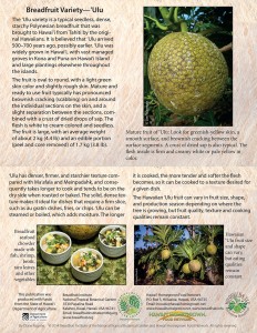 Breadfruit-variety-Ulu-card