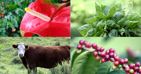 Image collage of anthurium, basil, cattle, and coffee cherries representing Hawaii's agriculture associations