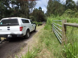 Cattle on road