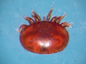 female varroa mite