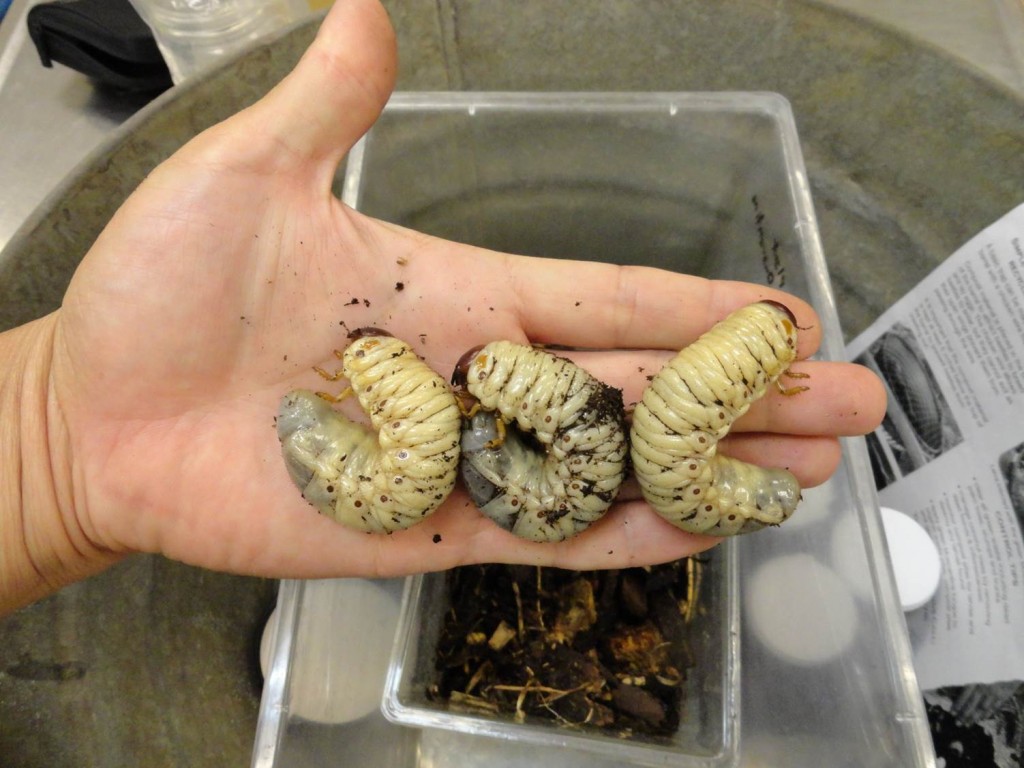rhinoceros beetle larvae stages 2nd instar
