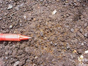 fire ant shown with pen for size