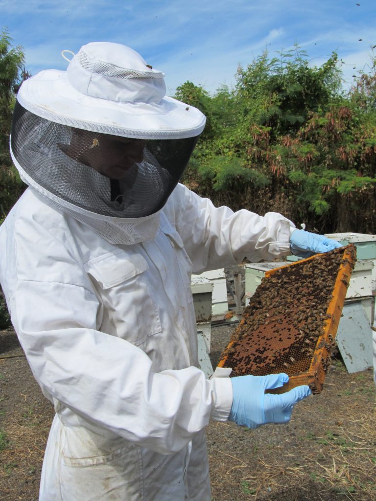 bee keeper in bee suit handling a hive