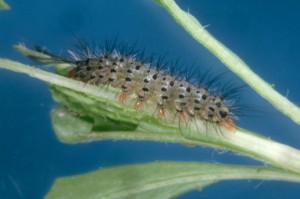 Fireweed - Secusio extensa larva 1