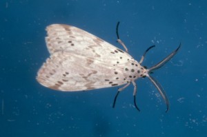 Fireweed - Secusio extensa moth 1
