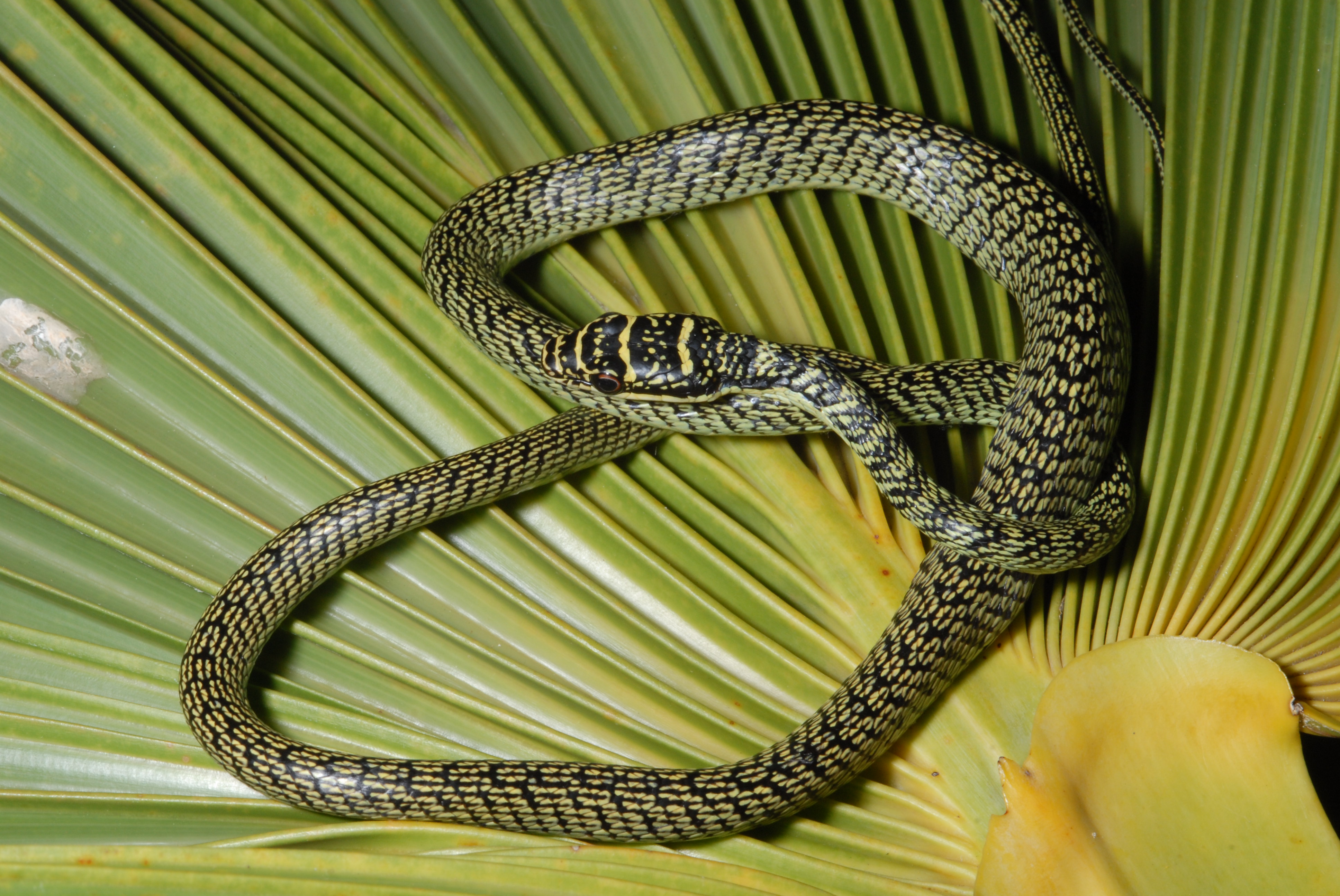 Украшенная змея. Змеи Фукуока. Змея Тайпан голубая. Змеиный остров (Snake Island), Бразилия. Хризопелея змея.