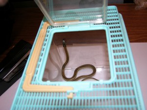 Snake in container