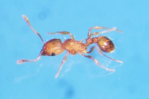 Little Fire Ant 