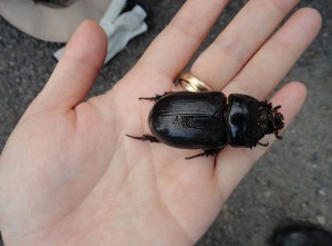 picture of Adult CRB beetle