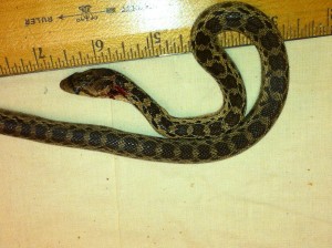 snake found in shipping container4-24-14