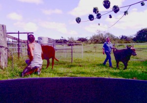 moving cows