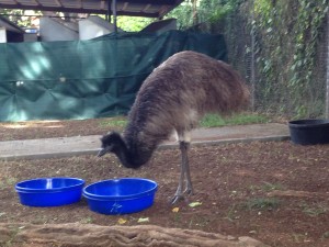 Emu2