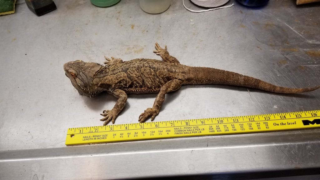 bearded dragon lizard with ruler for size