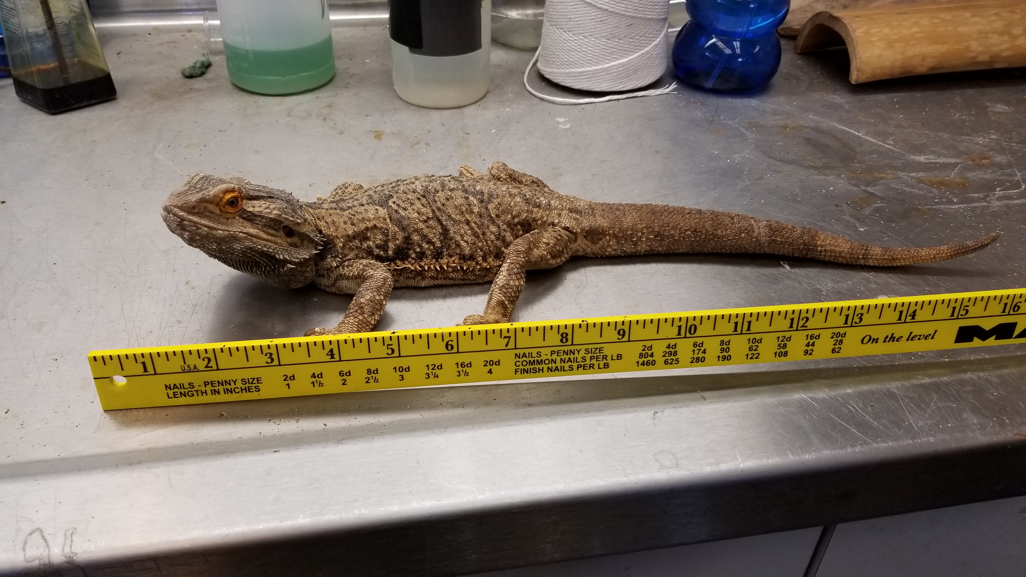 full grown bearded dragon next to a ruler