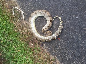 picture of snake on the road