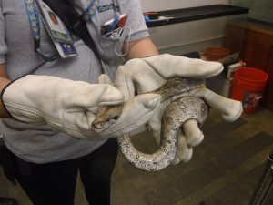 Snake captured in hands of Ag inspector