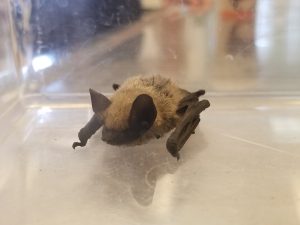 picture of live bat found