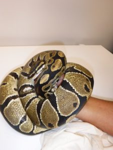 Ball python snake