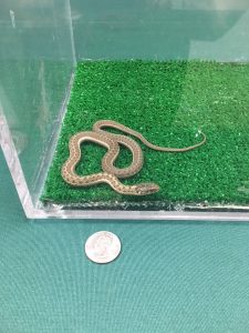 captured snake