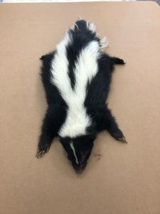 picture of skunk that was found