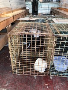 Skunk found in crate