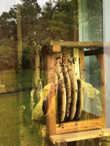 UH-Hilo Agricultural Farm Laboratory Bee Hive