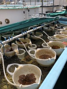 Coral propagation table where coral larvae are collected