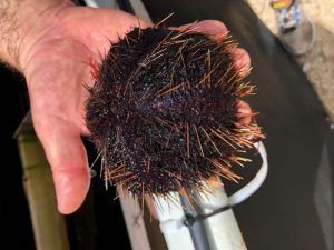 Sea urchin grown in tanks  to combat invasive seaweeds in Kaneohe Bay