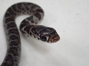 Picture of captured snake, close up of face