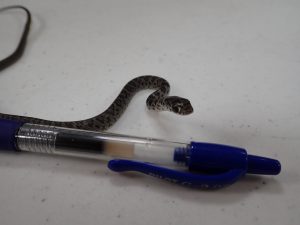 Picture of captured snake, next to a pen for size
