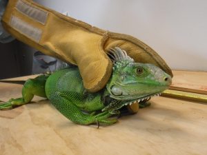 Picture of green Iguana face