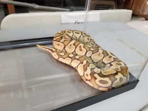 Ball Python snake