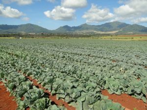 Larry Jefts' Kelena Farms has produced record harvests as part of the Whitmore Project on former Galbraith lands on Oahu