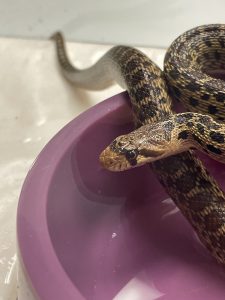 Gopher snake found in Hilo