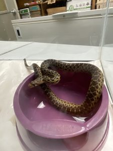 Gopher snake found in Hilo