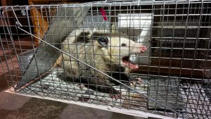 Opossum in wire trap