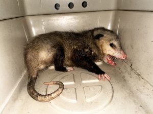 Opossum caught in Kona