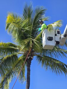 Treatment of crowns of palm trees using boom truck lift