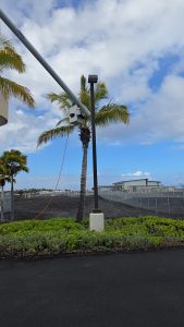 Boom trucks used to treat tops of palm trees