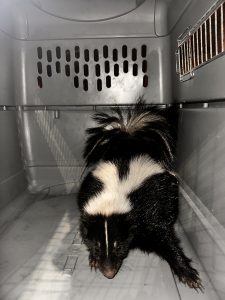 skunk in crate