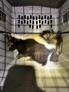 Skunk in crate